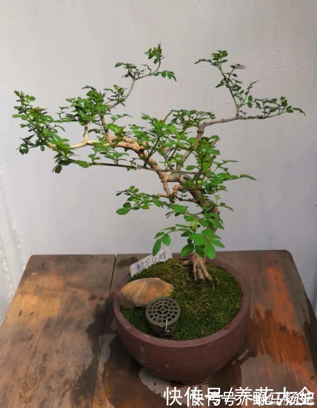 柴烧|农村当柴烧的花,原来可以当盆景,给一千块也不卖