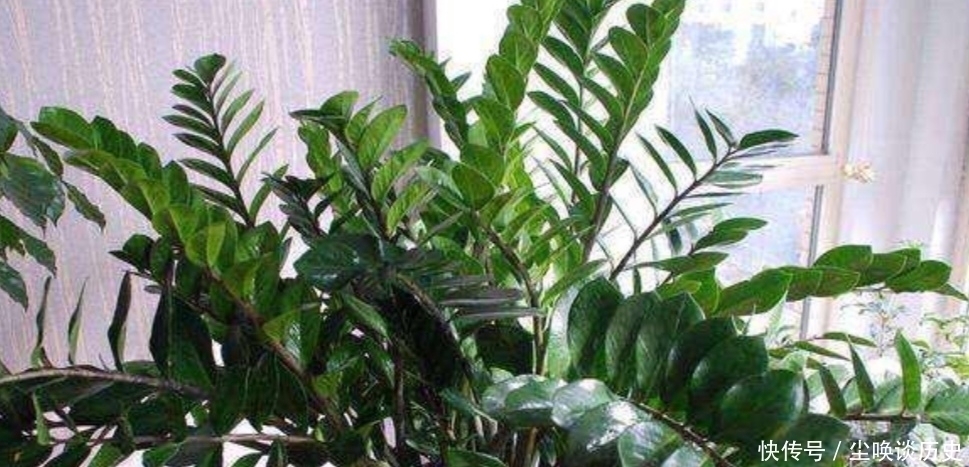 关键点|金钱树不长新芽,给它做好3个关键点,很快就能冒新芽