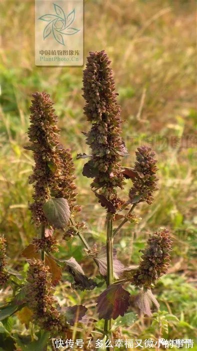 风草|防风草，祛风湿。能治中风口眼歪斜、风湿痹痛