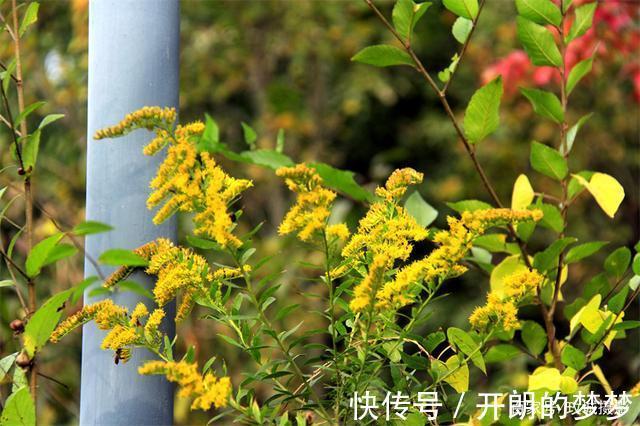 外来物种入侵济南!“加拿大一枝黄花”现身平阴河边