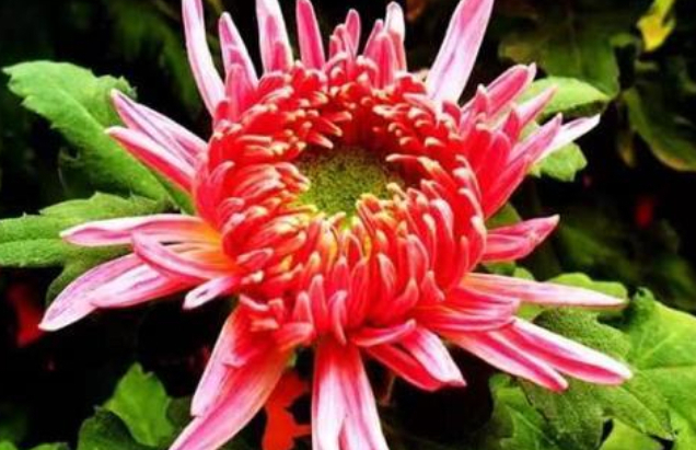 喜欢菊花,不如养盆“菊之珍品”,似金玉明珠,娇巧迷人,美极了