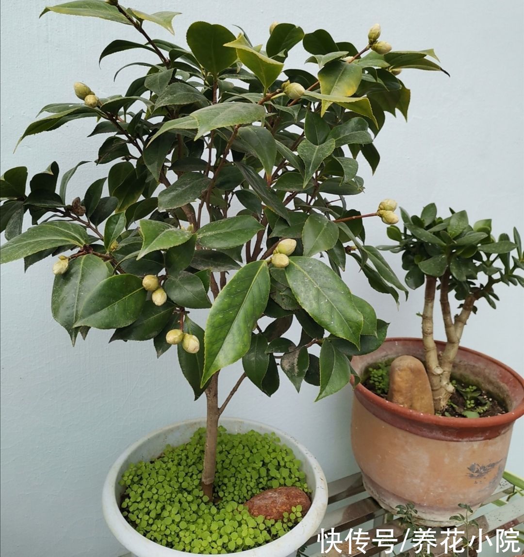 养茶花，孕蕾期间做好4件事，不落花苞，提前开花