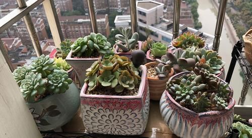 繁殖多肉的途径：砍头茎插、拿叶子催根育苗