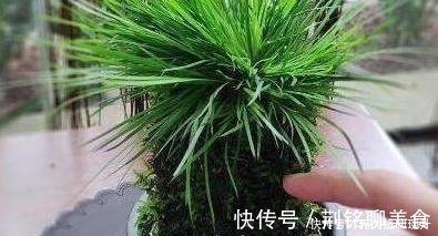 养花难不难?老花匠说:难的是养土,学会2个小诀窍,养好花不难