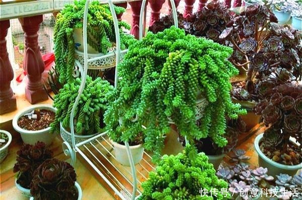 1种多肉,特容易长出“瀑布老桩”,养3年就“溢满盆”,别错过!