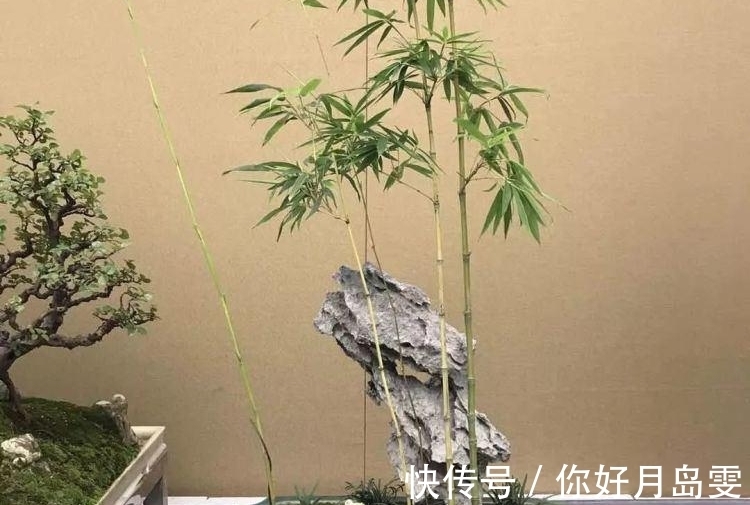 院子|没有院子养不了竹子？错，这几种竹子养在室内，比花还好看
