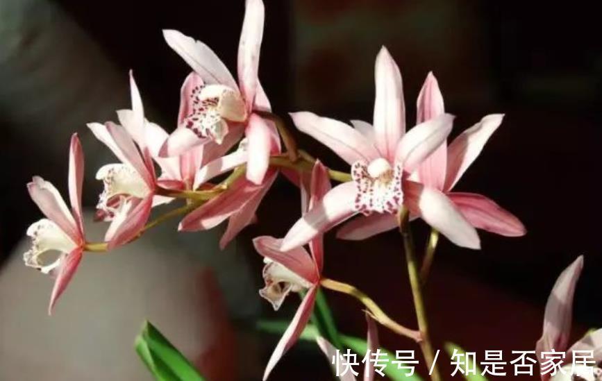 苗壮花芽|8月养兰花,做好1件事,苗壮花芽多,错过等一年