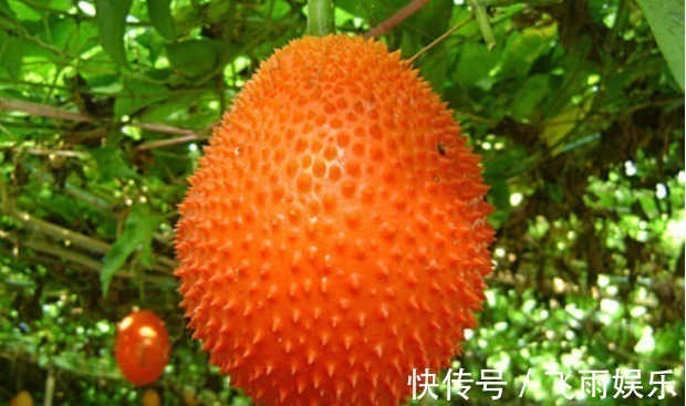 疼痛|农村遍地的一种植物,竟是痔疮的老对头!中医常常用,进来学习!