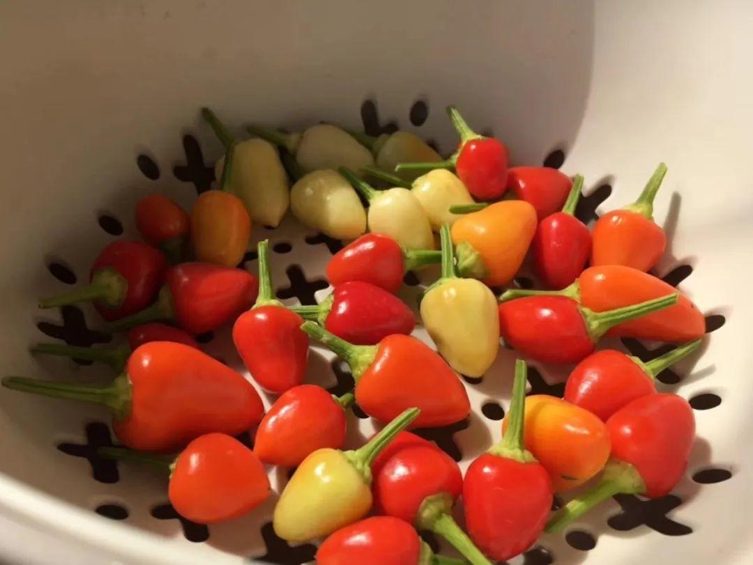 阳台养这10种菜,长得快、结果多,全家都够吃!