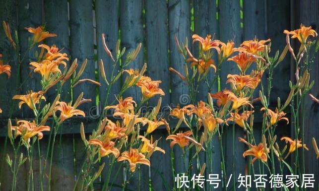 适应能力|零下20度冻不死的花草清单，种在北方小院，可多年赏花