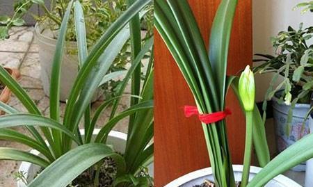 养护|朱顶红“傻长叶子”不开花一包一冻,温差大,花苞嗖嗖冒出来