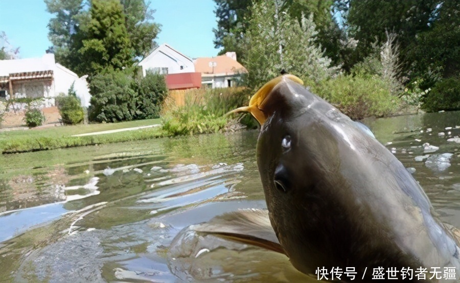 形同儿戏|调漂如此简单,老钓手详解调漂原则与准确调漂方法——盛世三渔