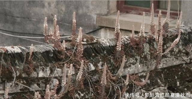 过年回老家,看看屋顶,有没有“房神”这可不是野草,这是福气