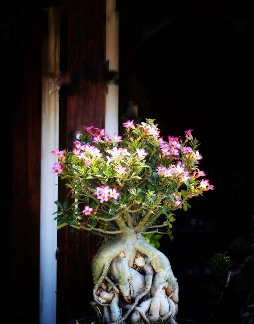 浇水量|10种花夏天一定要少浇水，否则熬不过3天就死了