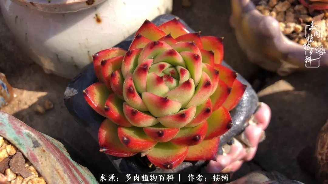 多肉度夏经验谈四季皆露养,兢兢业业养肉三年半!