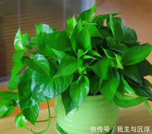 给绿萝来一片小药片,绿萝像吃了生长素,叶片光润颜值高!