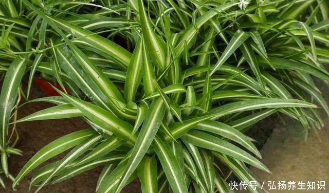 10大受欢迎绿植,你家养了几种!