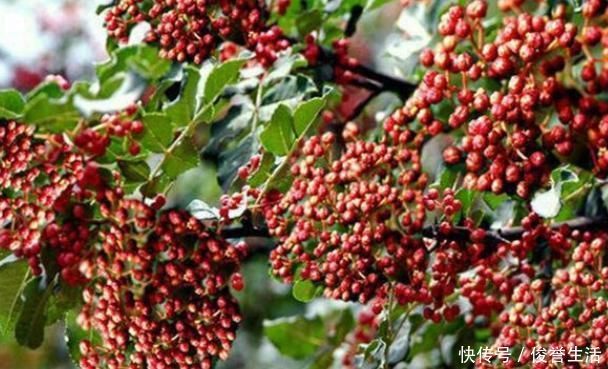 花椒|花椒搭配一物泡水喝,祛湿排毒,杀菌消炎,皮肤更加细腻!