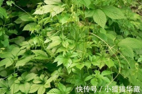 降血压|医生提醒以下几种野菜，有保肝解毒、降血压、降血脂血糖等功效