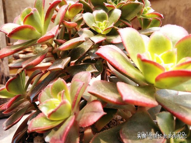 多肉植物艳日辉该如何养护如何繁殖你知道吗