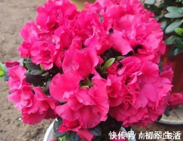 漂亮|5种花美的出奇,开花爆盆很简单,满树都是花朵,漂亮极了