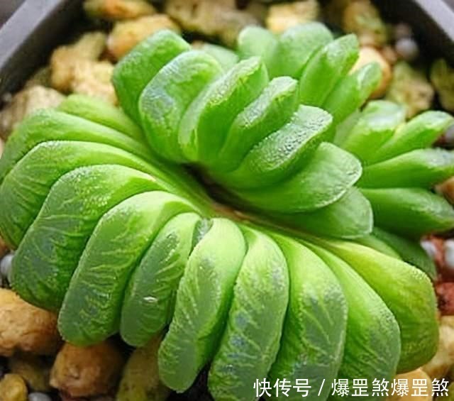 4种高贵的多肉,很多人只听过名字,却没养过,直呼养不起!