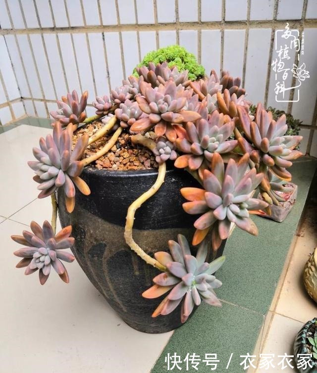 如何让多肉变美看看我是如何宠它们的!如何让多肉变美看看我是如何宠它们的!