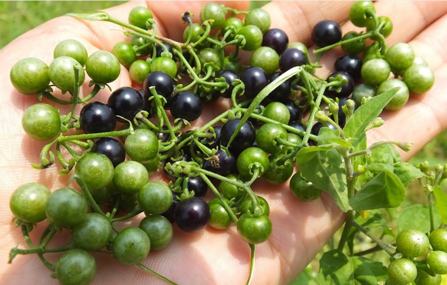 杂草|1种长在路边的“杂草”,叶可吃、果可吃全身是宝,现在价值珍贵