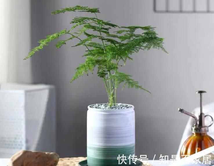 吊兰|让人省心的10大花卉，个个是“耐养型”，绿萝没上榜