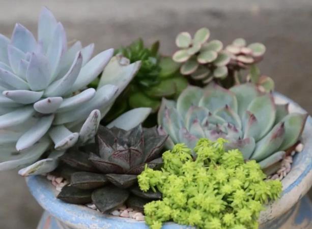 早春养多肉最忌做5件事,以防给肉肉带来冻伤烂根的现象