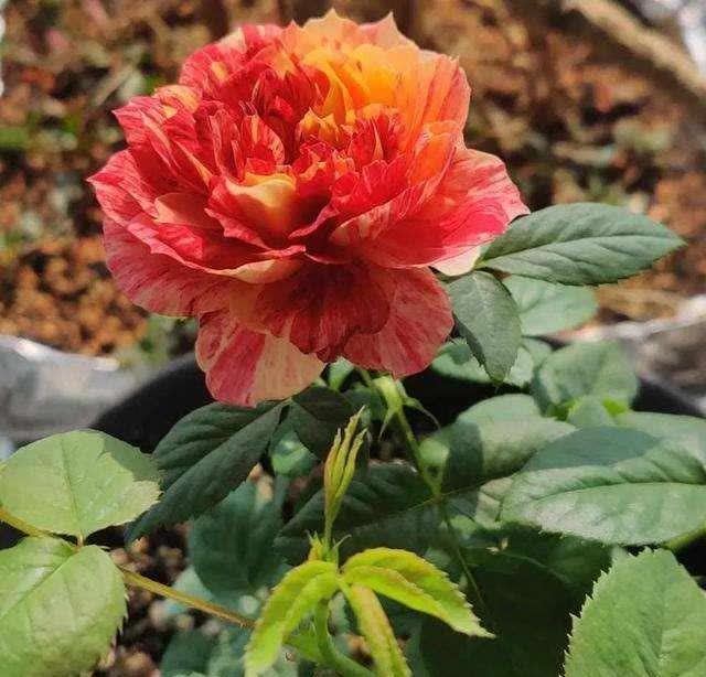 4类“坑人花”,漂亮却活不长,新手“别上当”,买了养不活