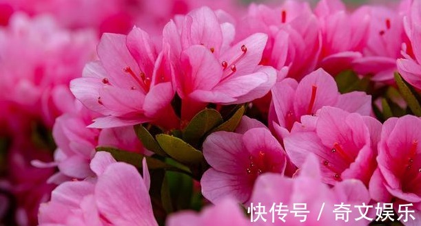 养好杜鹃花有技巧，这样养，花苞繁多，年年开花都爆盆