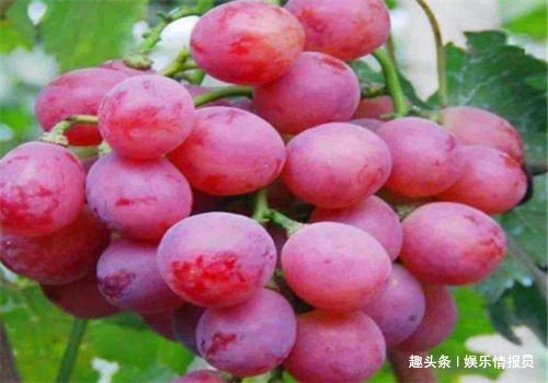 食物|女性不要太节俭,多吃4种食物,排出毒素,养护血管,滋阴降火