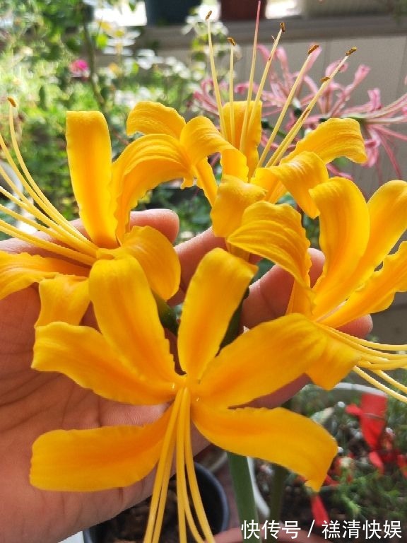 这花名字独特,秋天赏完金黄大花,满地的种子任你捡!