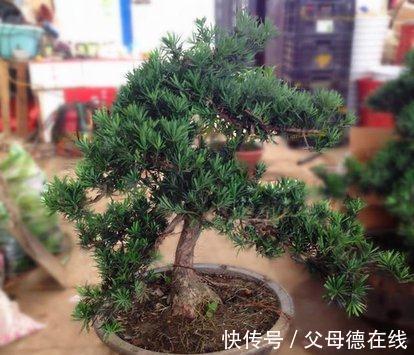 家在北方，养好罗汉松，此几点定要注意