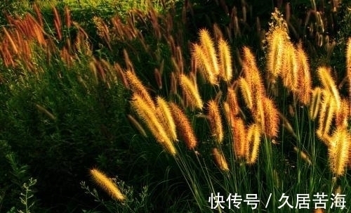 草字&一首描写秋草的七律,全文不见一个草字,却句句赞美其高洁品质