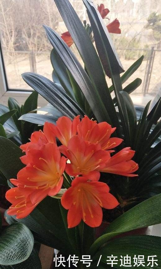 君子兰分“公母”?满足三要素,叶片青翠如折扇,清香宜人小半年