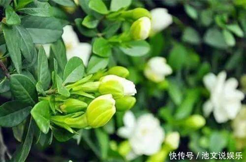 修剪|栀子花扦插很简单,修剪完的枝条不要扔,注意几点生根速度快