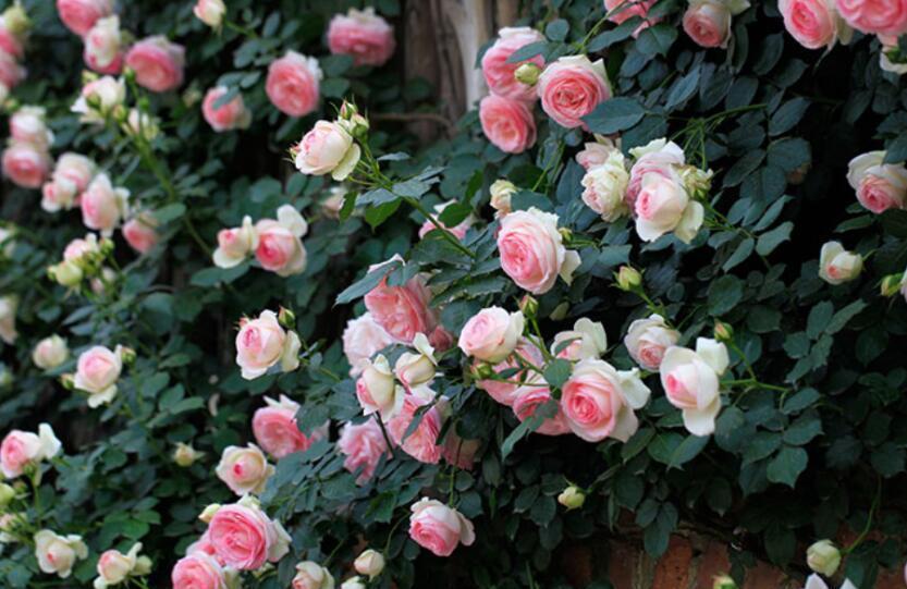 如果院子面积小,建议只养爬藤花,美成花海才是美