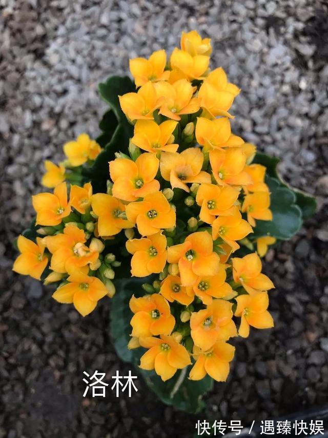 长寿花17个品种,个个都是爆花机器,谁见了都夸!