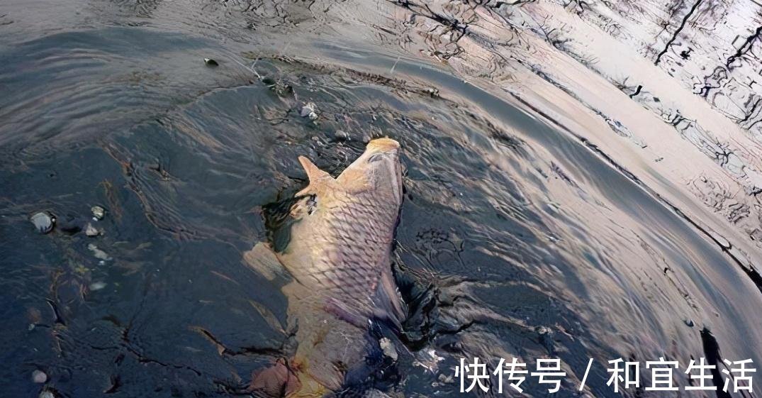 垂钓|黑坑鱼突然停口,逃脱不了这几个原因,教你妙招轻松解决