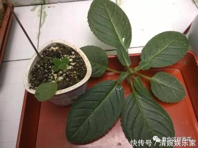 叶片|1种花超耐阴，一点散光就爆盆，花一开就是200多天！