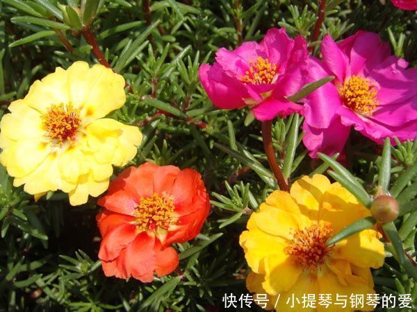 4月24日开始，养花试试这几款，观赏性强，花开漂亮似牡丹