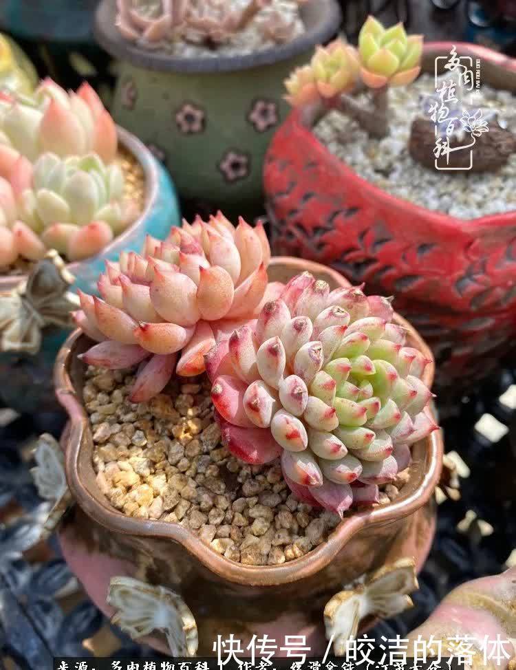 阳光露台多肉,天时地利人和!美肉知时节,当春乃发生!