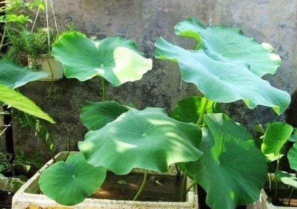 养花神器泡沫箱这般制成自动浇水箱、堆肥箱，省劲、实用！