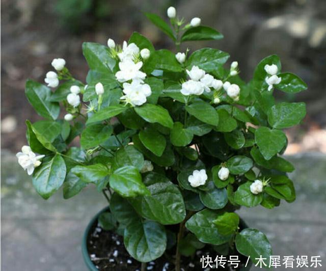花王|秋天买茉莉,枝头满花苞3点谨慎,别手欠,开成“爆花王”