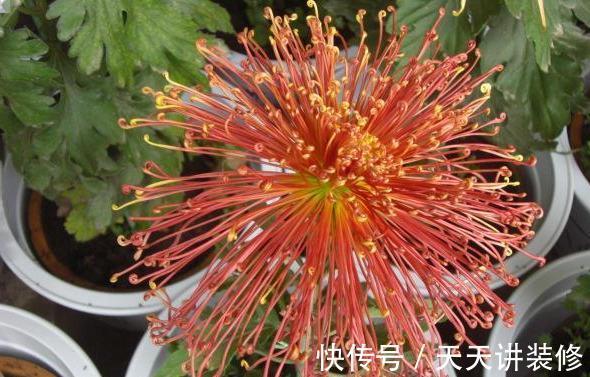 5种“漂亮花”,趁着秋天快扦插,7天就生根,年底就赏花