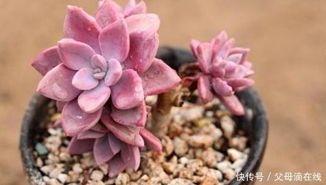 梦幻|5款梦幻的“紫色系”多肉,家里养上1盆,“颜值高”又好养!