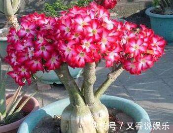 基质|不要再养绿萝吊兰了,这种花既漂亮又好养,一年四季开花不断!