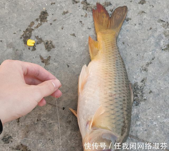 广东钓友,珠江钓起许多“彩鲤”,这是珠江里特有的极品鲤鱼